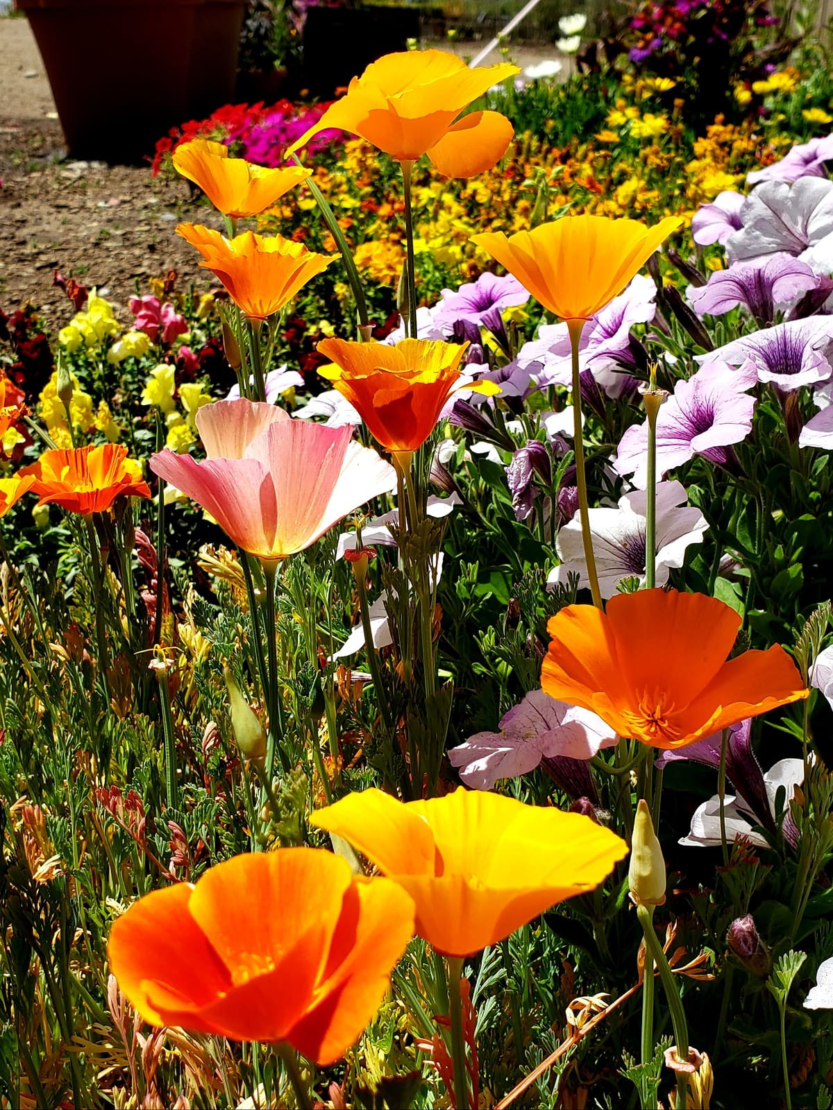 Plant health and landscape