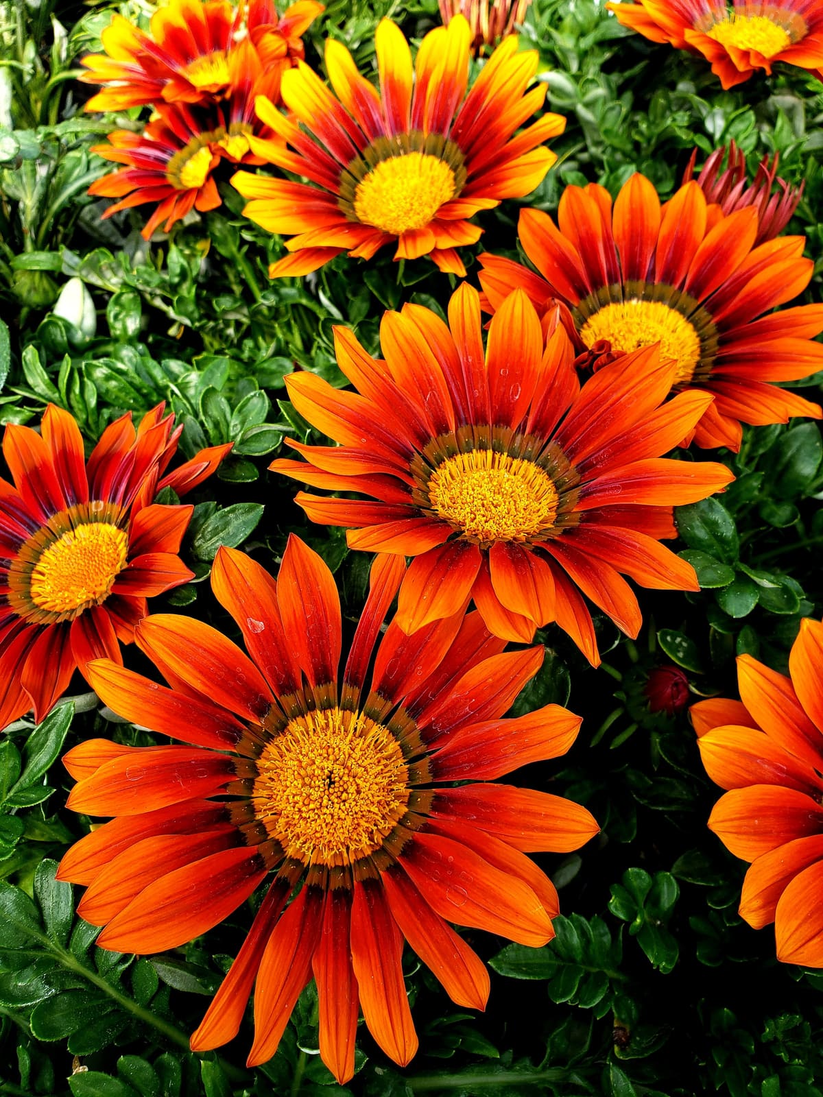 Perennials and plantings