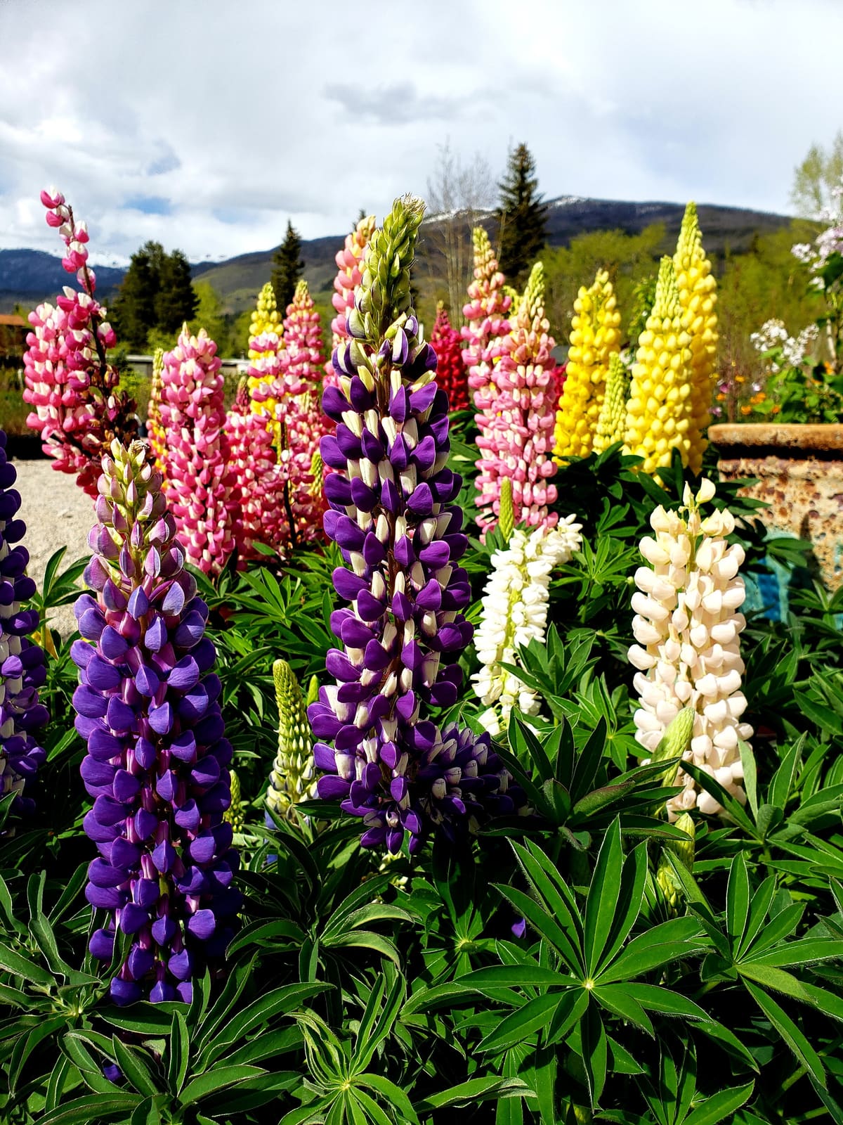 Garden center lupines