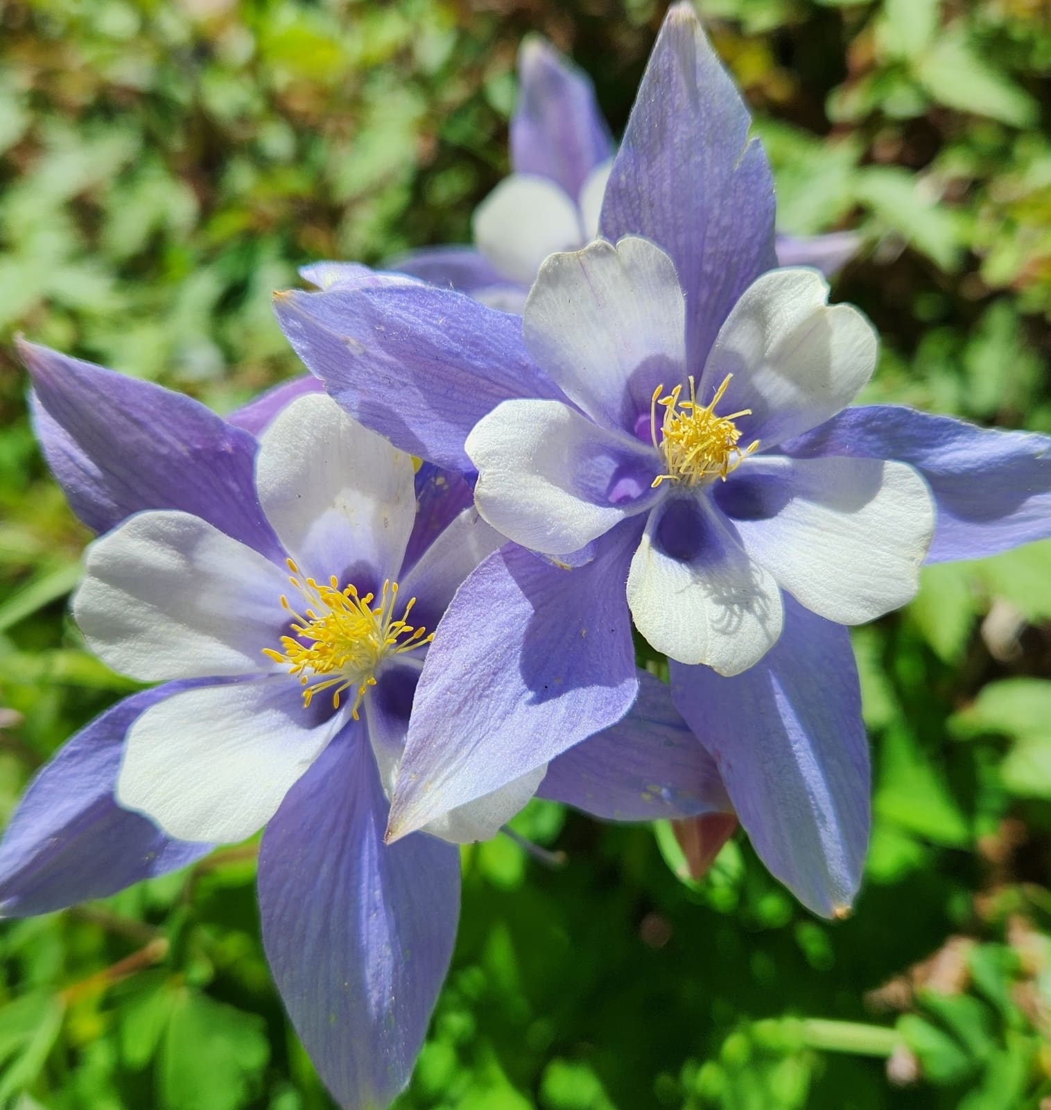 Landscaping in Summit and Grand County