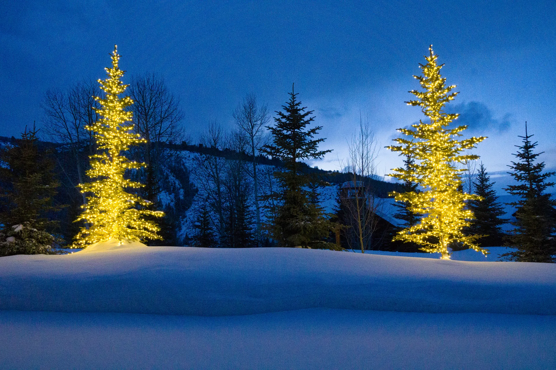 Snowy outdoor Christmas tree decorated with holiday lights