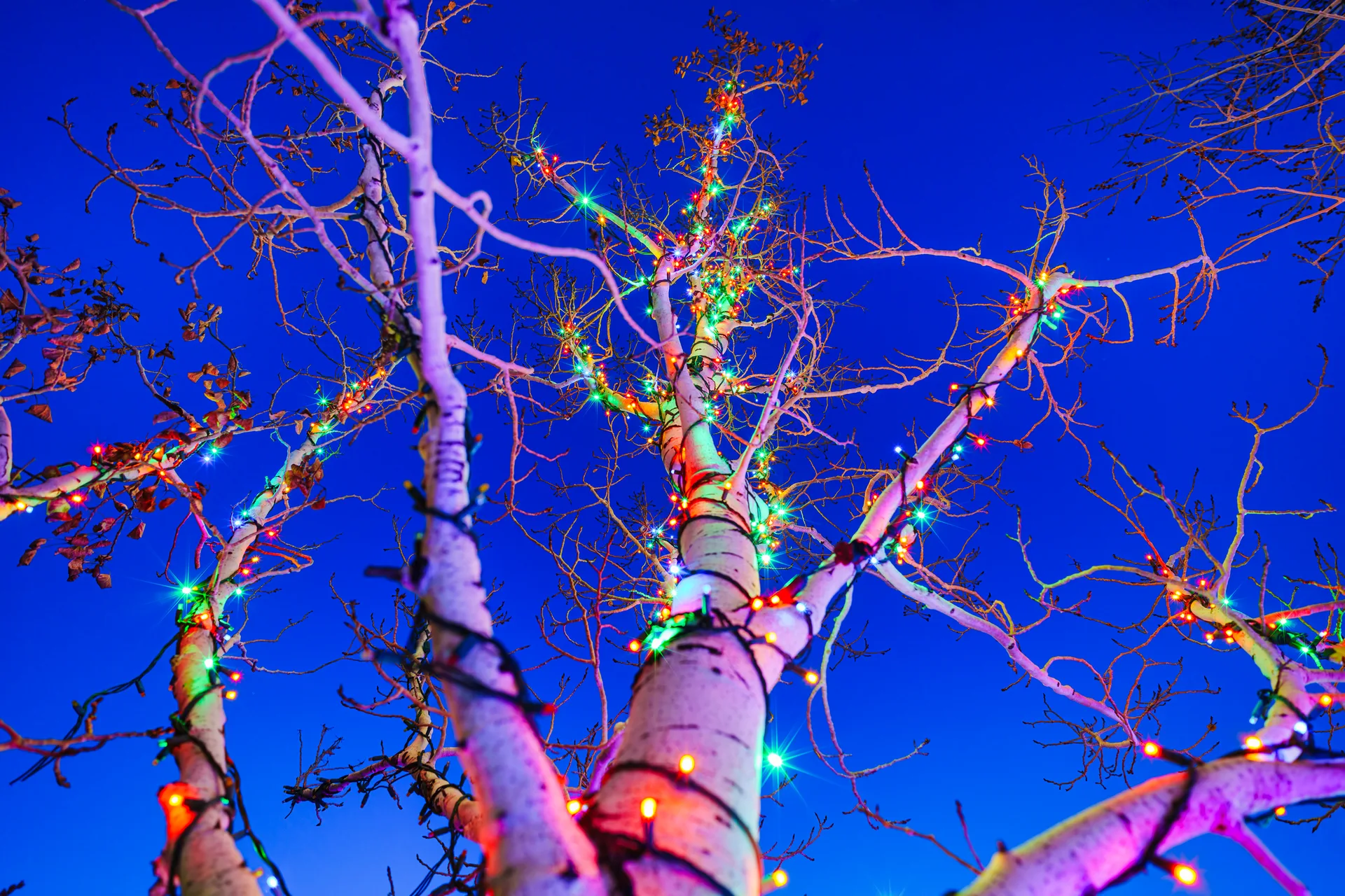Christmas holiday lights in aspen trees at dusk