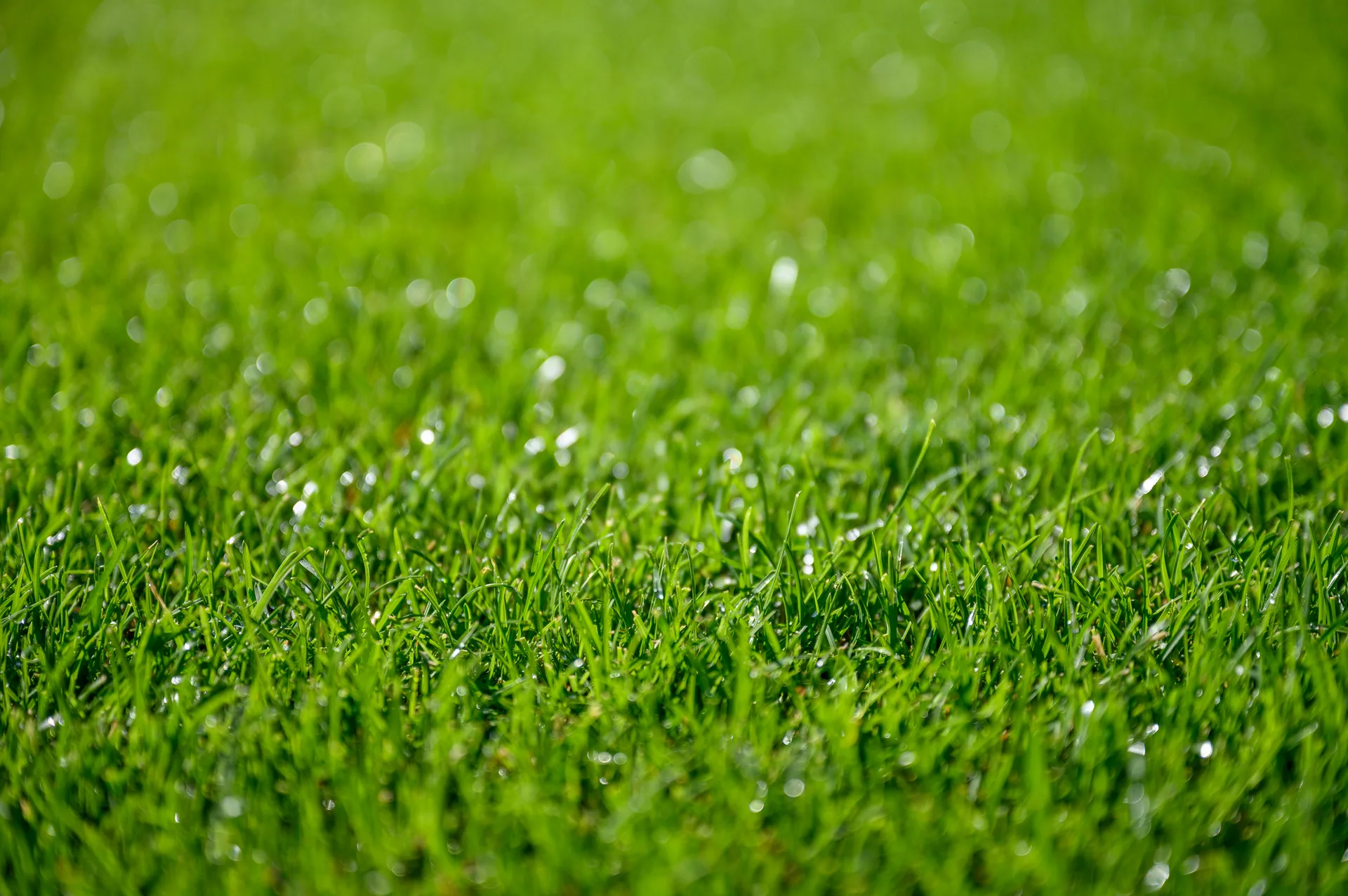 Healthy mountain lawn and turf — Summit County and Grand County Colorado