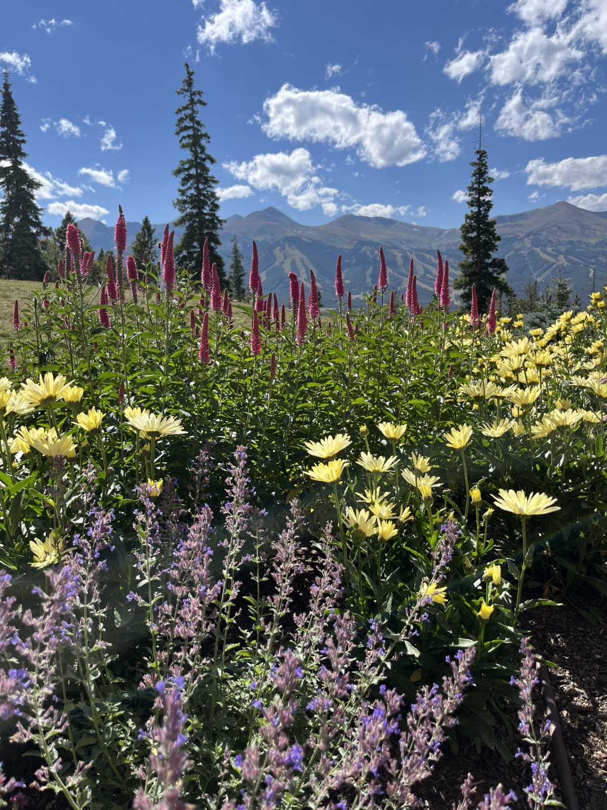 Mountain landscaping and garden with Colorado views