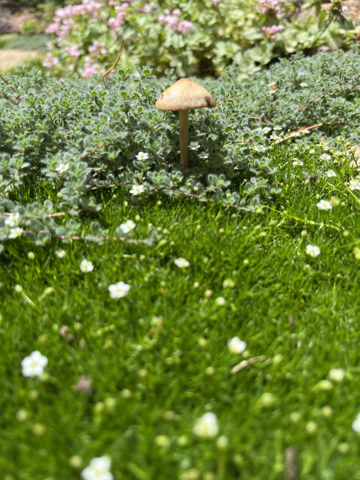 Ground cover and beds