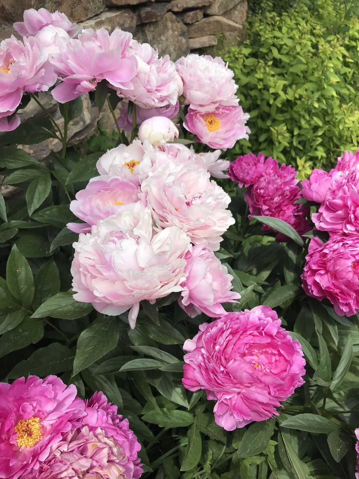 Mountain peonies and plantings