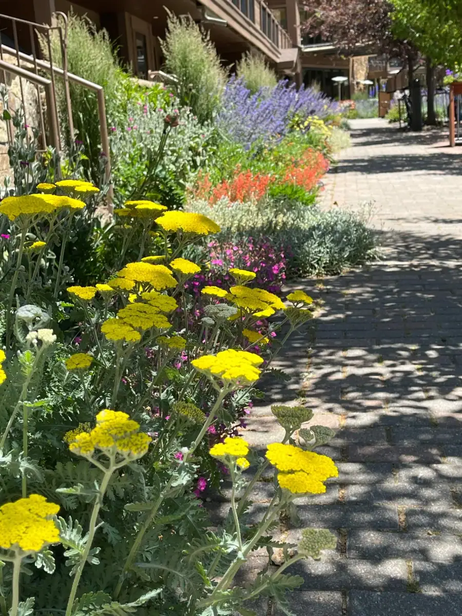 Plantings & Turf — portfolio project by Neils Lunceford, Summit & Grand County, Colorado