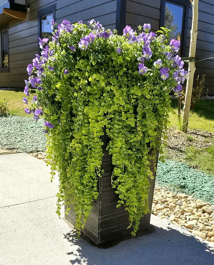 Custom Flower Pots — portfolio project by Neils Lunceford, Summit & Grand County, Colorado